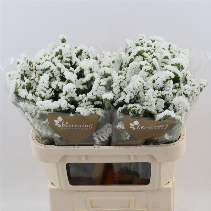 <h4>Statice Silvery Sun Birds | Heavy Quality</h4>