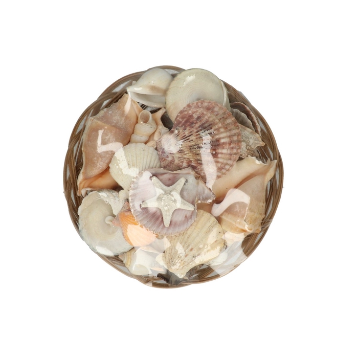 Shell Mix Midrib ass. d20*9cm