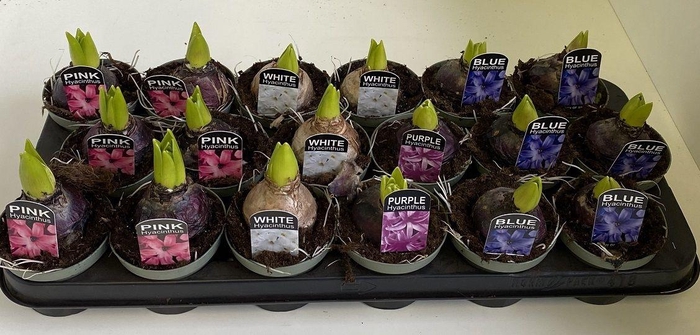 <h4>9 cm Hyacint gemengd in olijfgroene pot</h4>