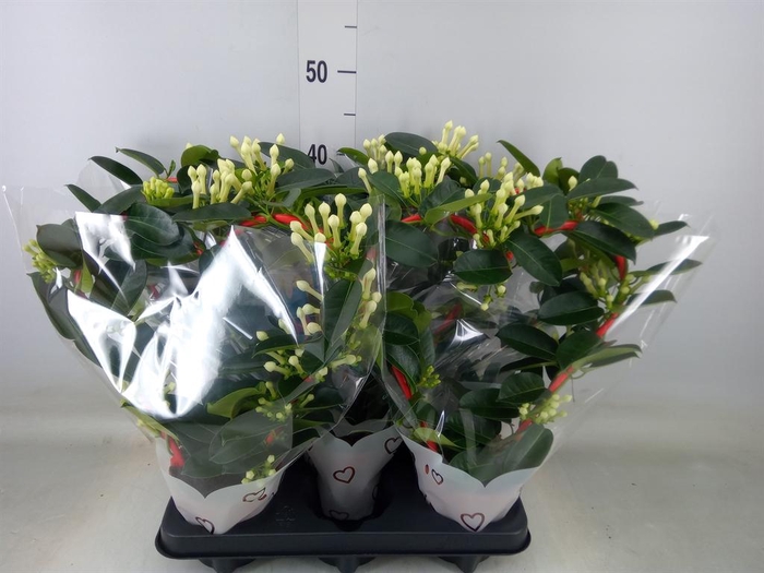 <h4>Stephanotis floribunda   ...</h4>