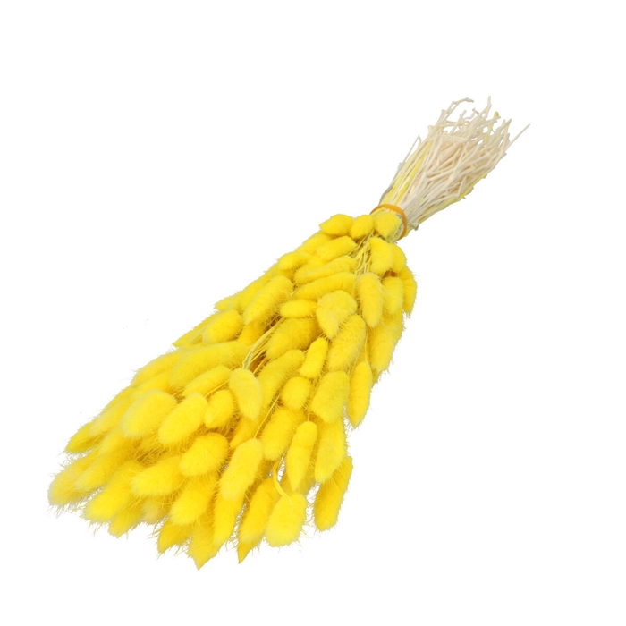 <h4>Lagurus 60cm</h4>
