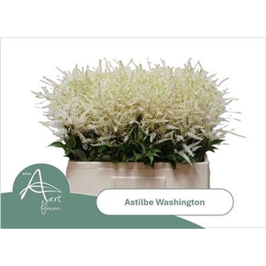 Astilbe Washington 60cm