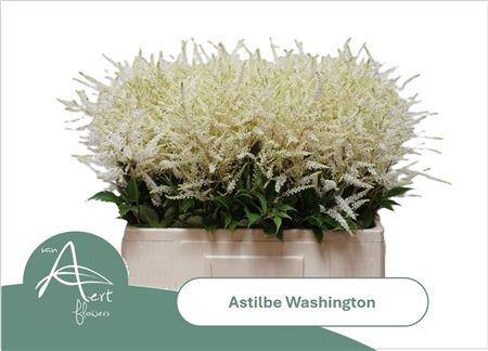 <h4>Astilbe Washington 60cm</h4>