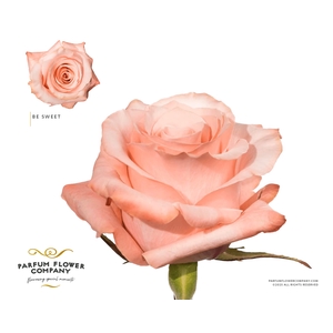 Rosa Premium Be Sweet