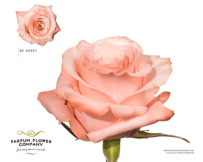 <h4>Rosa Premium Be Sweet</h4>
