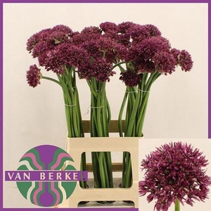 Allium Firmament