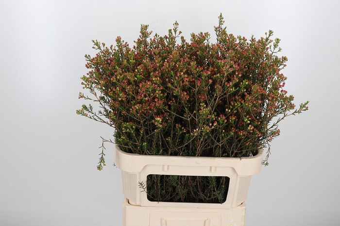 <h4>Chame Adi Bes</h4>