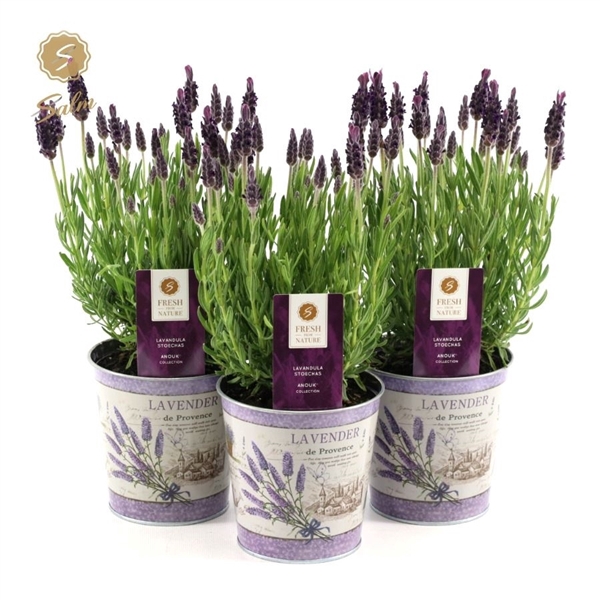 <h4>Lavandula st. 'Anouk'® Collection P10,5 in Zinc Lavender</h4>