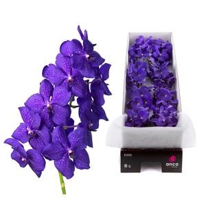 Vanda Royal Blue X8