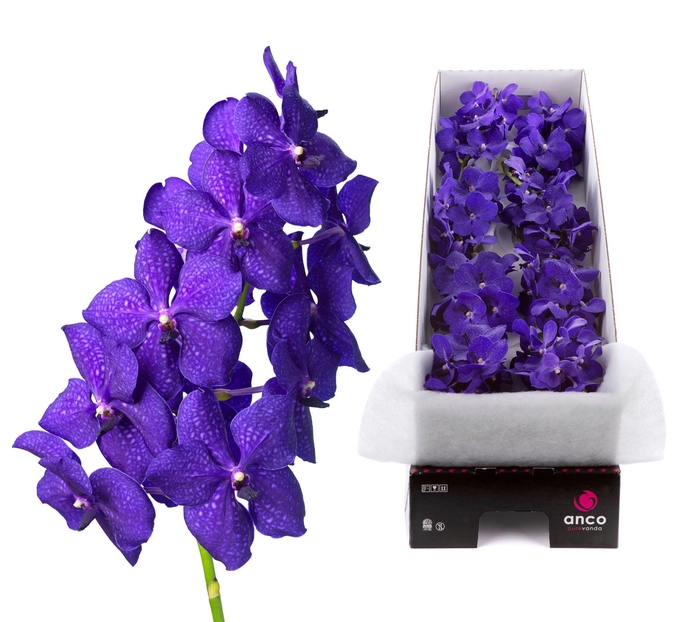 <h4>Vanda Royal Blue X8</h4>