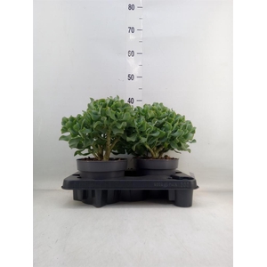Crassula arborescens 'Curly'