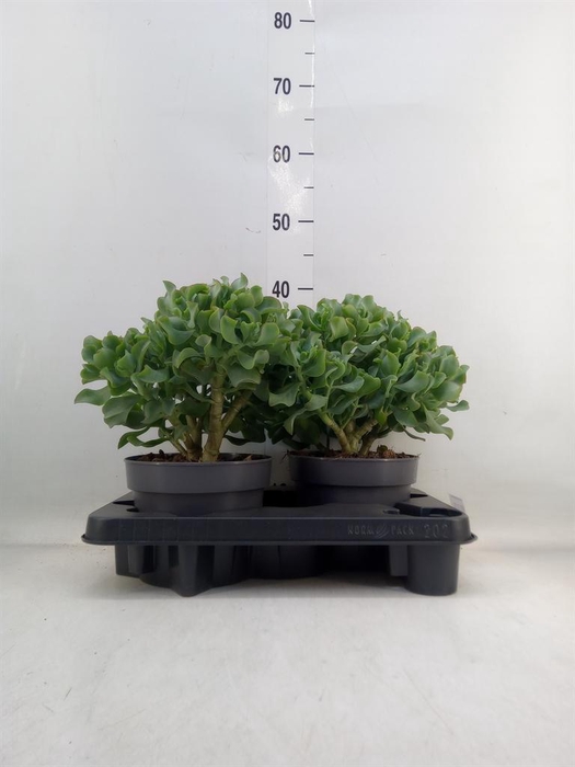 <h4>Crassula arborescens 'Curly'</h4>