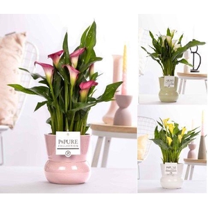Zantedeschia mix in P&PURE Plant Vase Maxima ass. 3