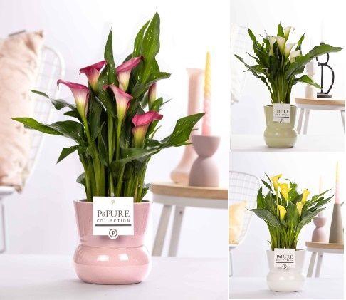 <h4>Zantedeschia mix in P&PURE Plant Vase Maxima ass. 3</h4>
