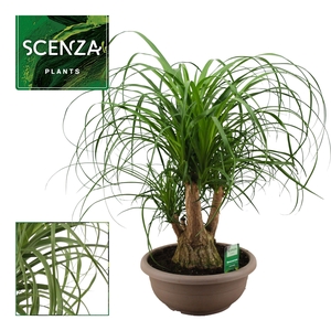Beaucarnea vertakt compact 30 cm (Scenza)