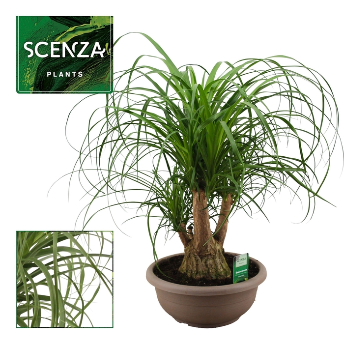 <h4>Beaucarnea vertakt compact 30 cm (Scenza)</h4>