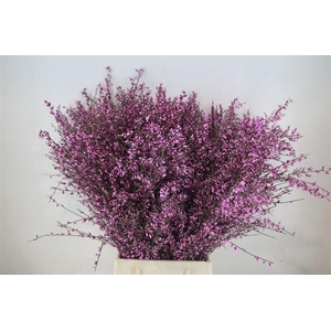 Ginster 400gr Lilac P Bunch