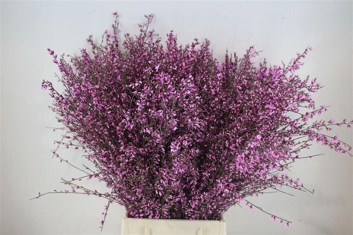 <h4>Ginster 400gr Lilac P Bunch</h4>