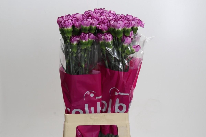 Dianthus St Royal Damascus