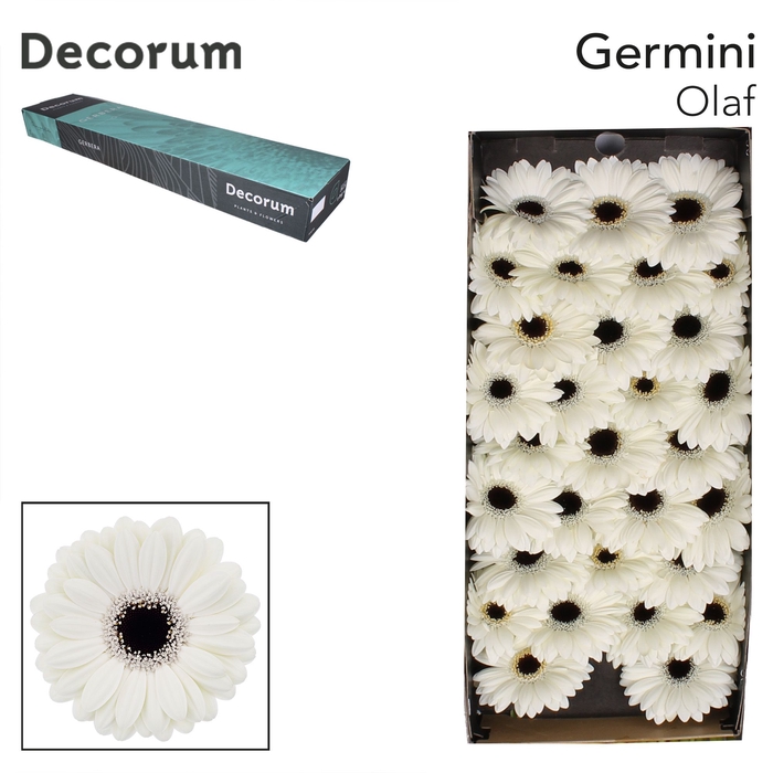 <h4>Germini Olaf Doos</h4>