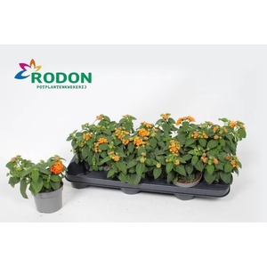 LANT C SIMON ORANGE