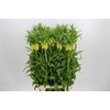 Fritillaria Yellow Beauty