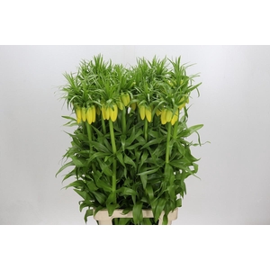 Fritillaria Yellow Beauty
