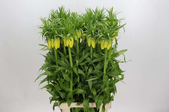 Fritillaria Yellow Beauty