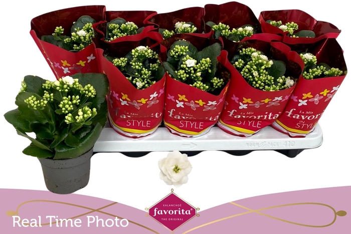 <h4>KAL B GE C MENZEL</h4>