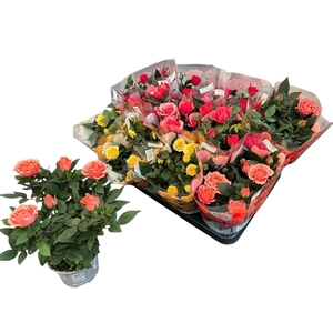 RO KORDANA GEM 5 SRT