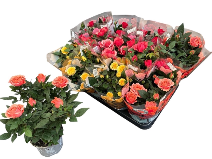 <h4>RO KORDANA GEM 5 SRT</h4>