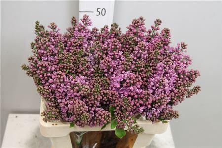 <h4>Syr V Dark Koster 4+</h4>