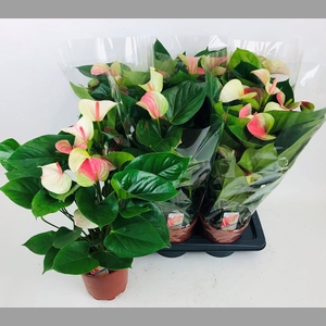 ANTHU AN FANTASY LOV