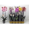 Phal Gem