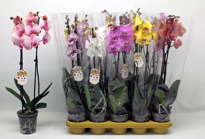 Phal Gem