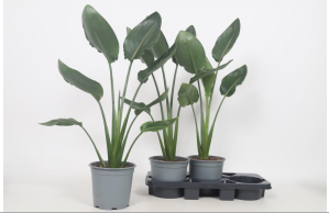 <h4>STRELITZIA REGINAE</h4>