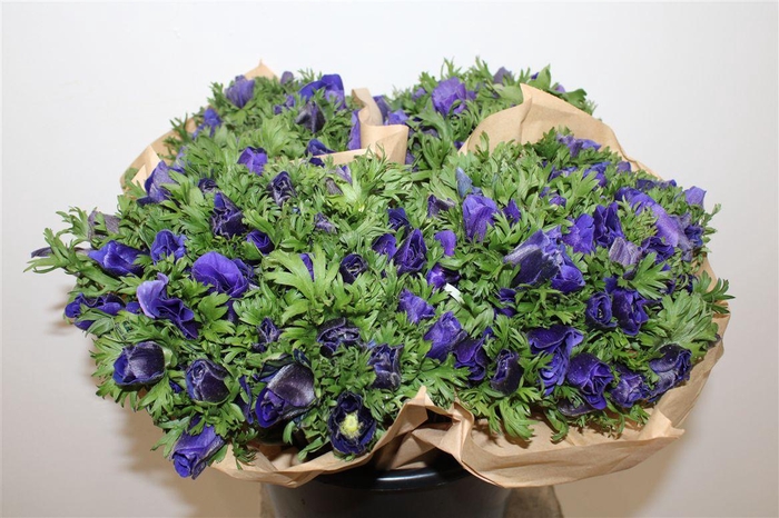 <h4>Anem Marianne Blue</h4>