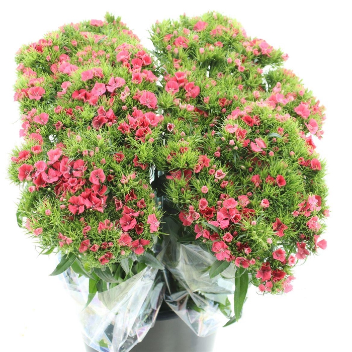 <h4>Di Barb Coral Pink</h4>