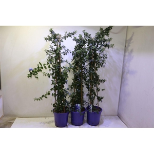 arr8 Cean Th Repens