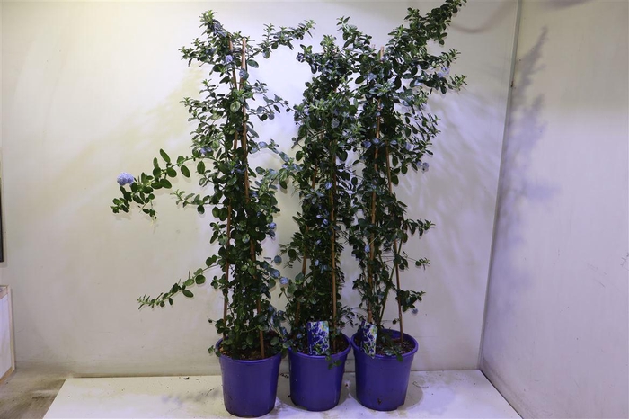 <h4>Cean Th Repens</h4>