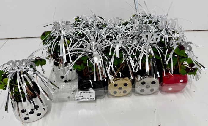 Oxalis Deppei In Keramiek