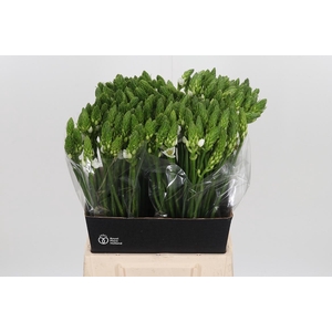 Ornithogalum T Mount Fuji