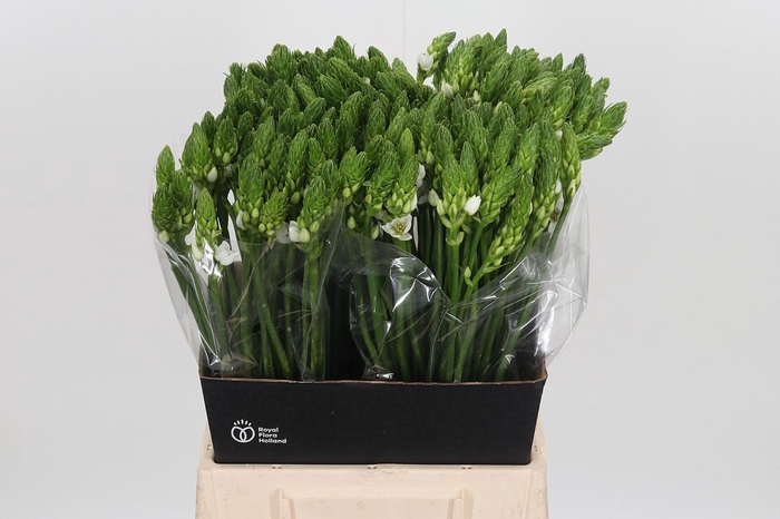 <h4>Ornithogalum T Mount Fuji</h4>