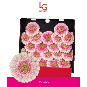 Germini Malou Diamond