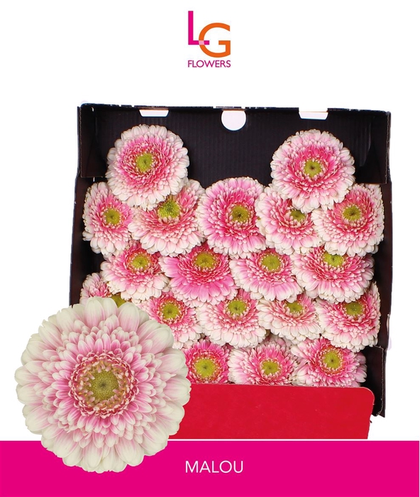 <h4>Germini Malou Diamond</h4>