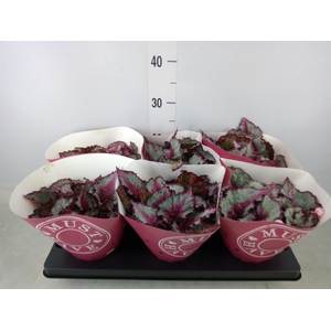 Begonia BD 'Caribbean Night'