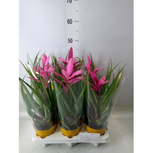 Tillandsia  'Antonio'