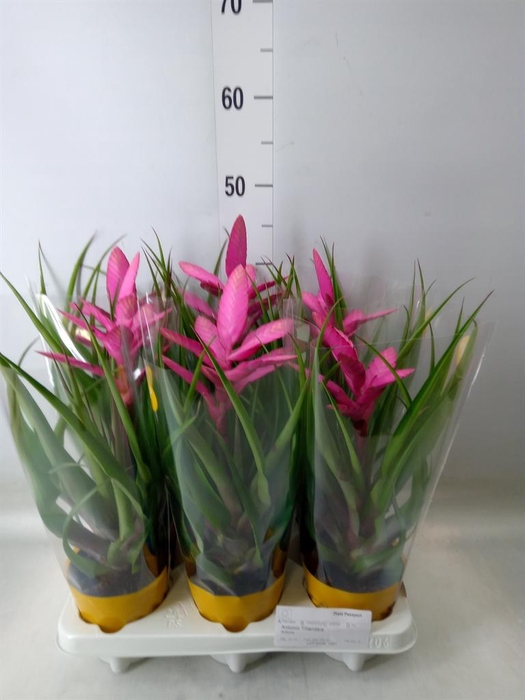 <h4>Tillandsia  'Antonio'</h4>