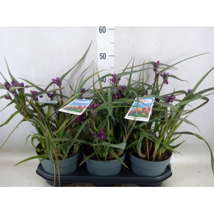Tradescantia anders. 'JS Brainstro'