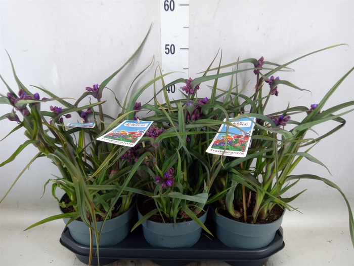 <h4>Tradescantia anders. 'JS Brainstro'</h4>